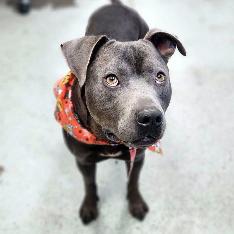 Enlarge Oscar, a Adoptable mixed breed in Eagle, ID image 1/4