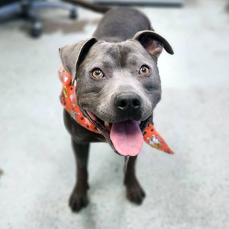 Enlarge Oscar, a Adoptable mixed breed in Eagle, ID image 2/4