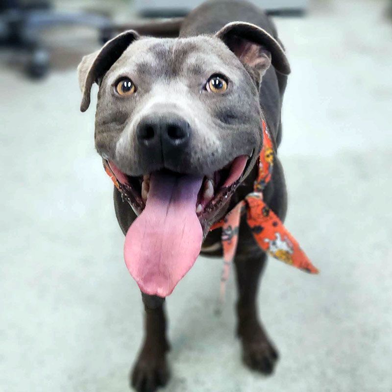 Enlarge Oscar, a Adoptable mixed breed in Eagle, ID image 4/4