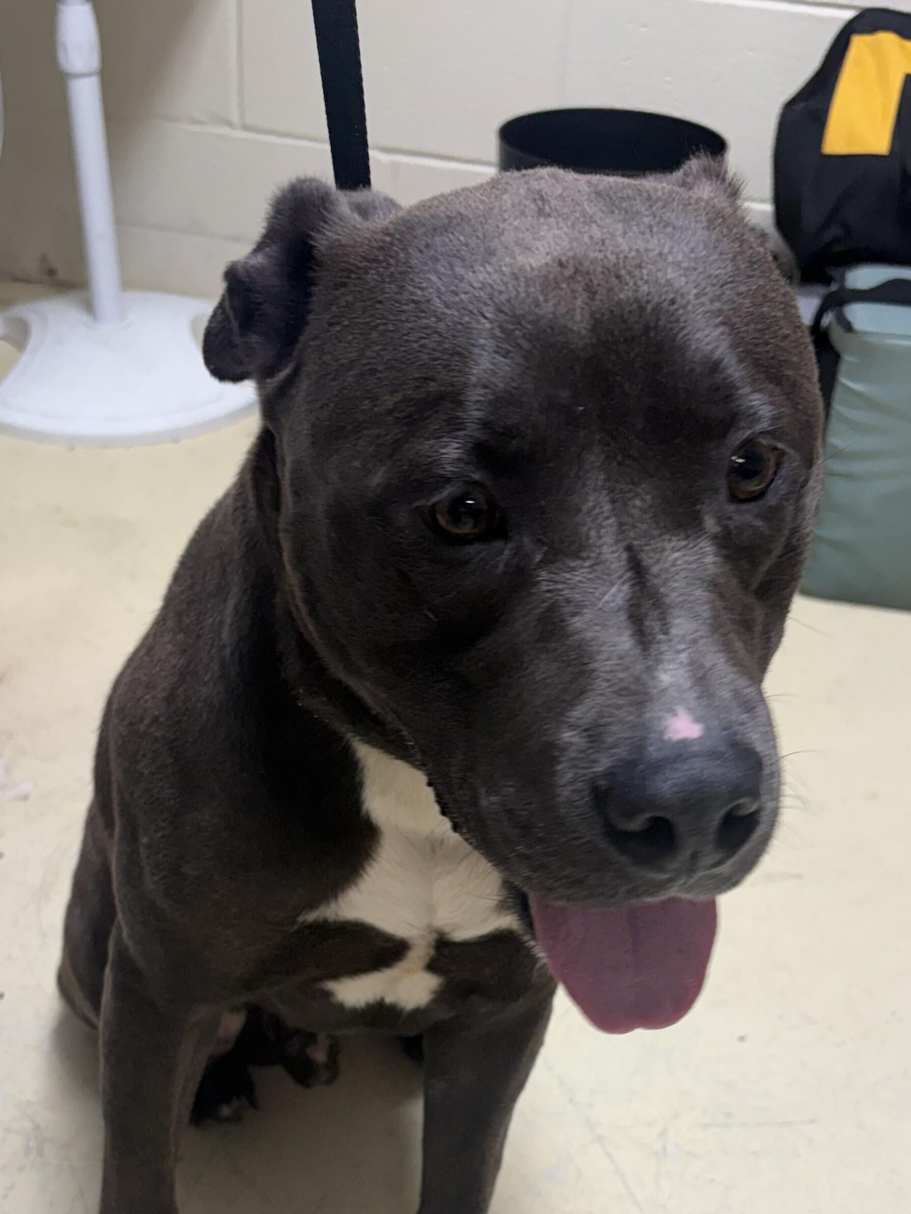 Max 8-27-2026, Adoptable, Adult Male Pit Bull Terrier.