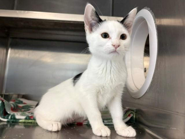 KITTY FAIRY, Adoptable, Kitten Female Domestic Short Hair.