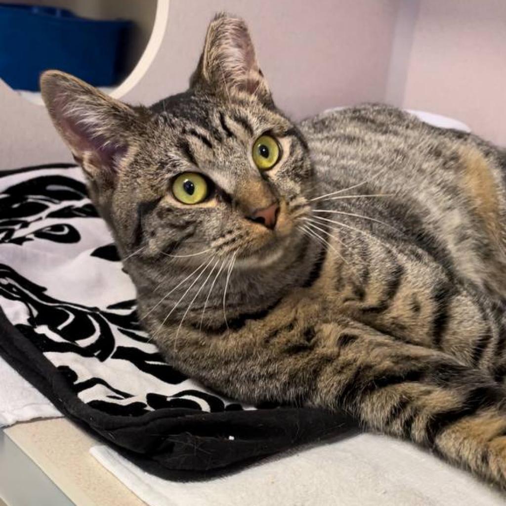 Enlarge Salem, a Adoptable Domestic Short Hair in Wantagh, NY image 1/4