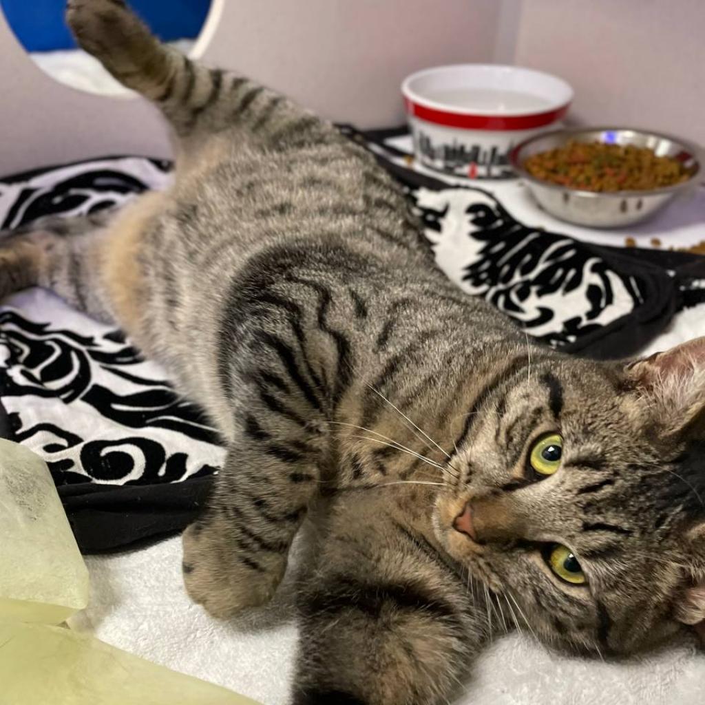 Enlarge Salem, a Adoptable Domestic Short Hair in Wantagh, NY image 2/4