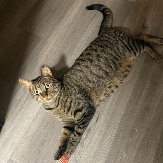 Enlarge Salem, a Adoptable Domestic Short Hair in Wantagh, NY image 3/4