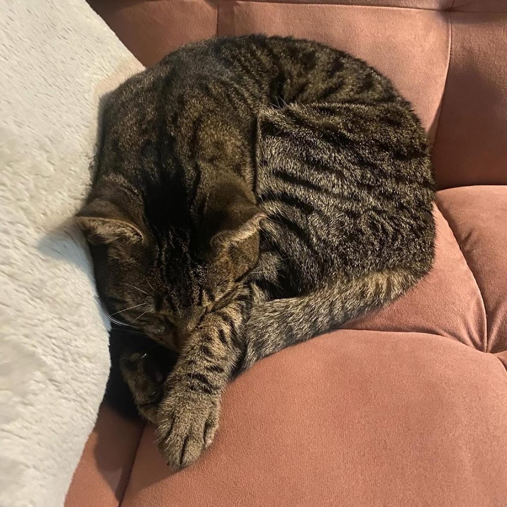 Enlarge Salem, a Adoptable Domestic Short Hair in Wantagh, NY image 4/4