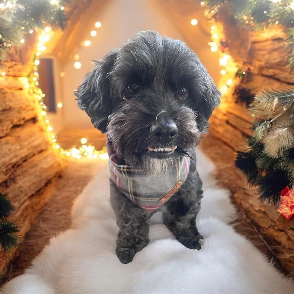 Max, Adoptable, Adult Male Poodle.