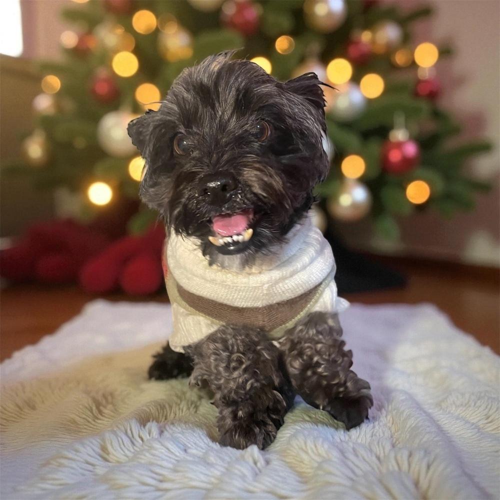 Max, a Adoptable mixed breed in Bellingham, WA image 1/4