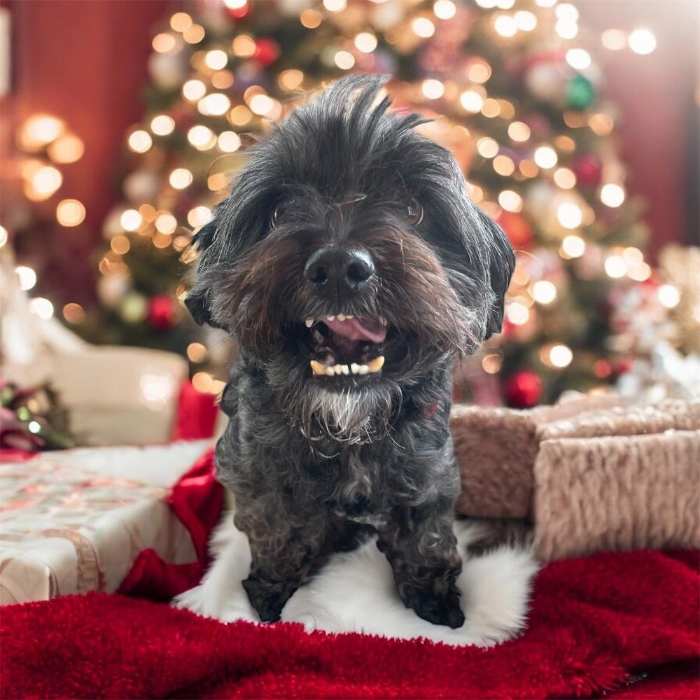 Max, a Adoptable mixed breed in Bellingham, WA image 2/4