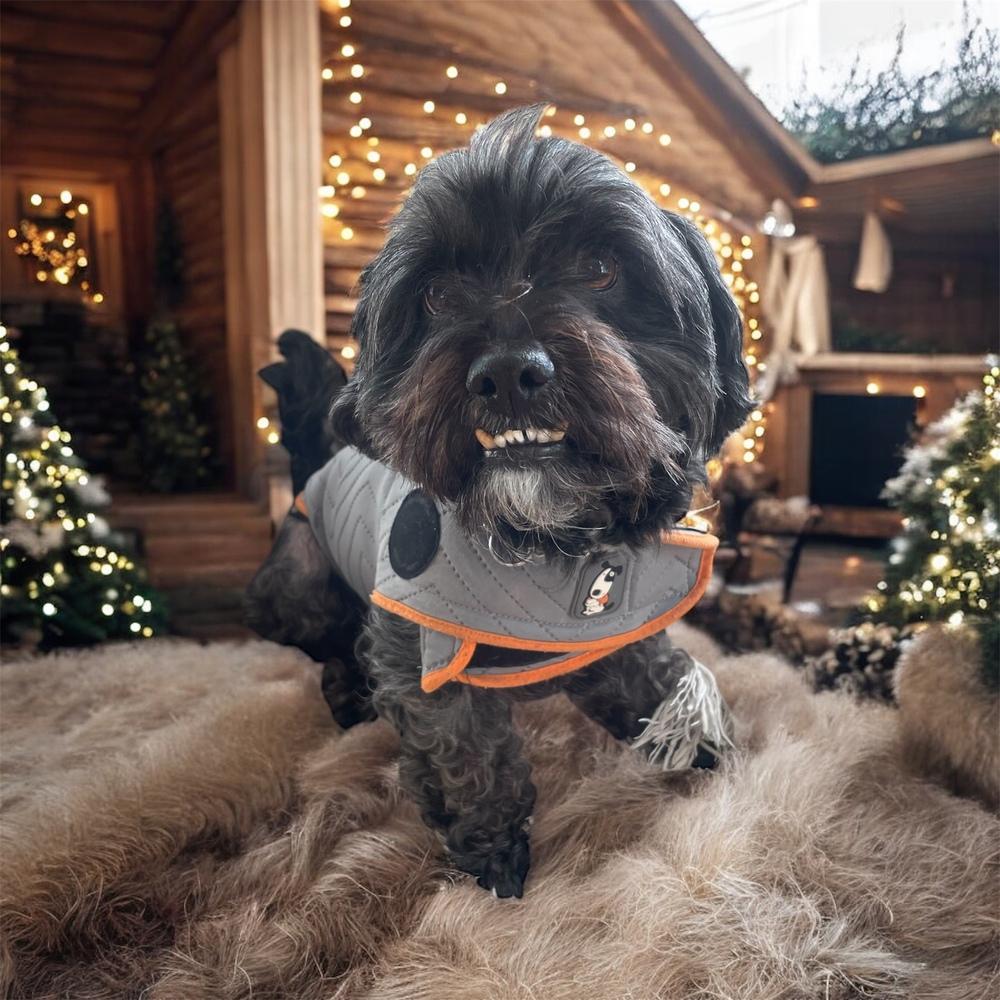 Max, a Adoptable mixed breed in Bellingham, WA image 3/4