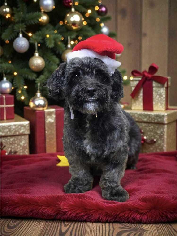 Max, a Adoptable mixed breed in Bellingham, WA image 4/4