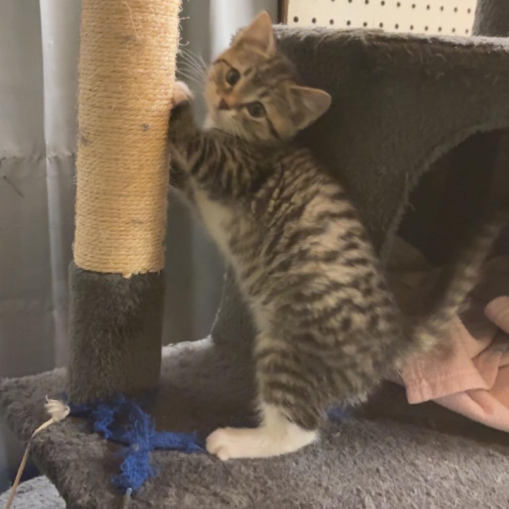 York, Adoptable, Kitten Female Domestic Short Hair.