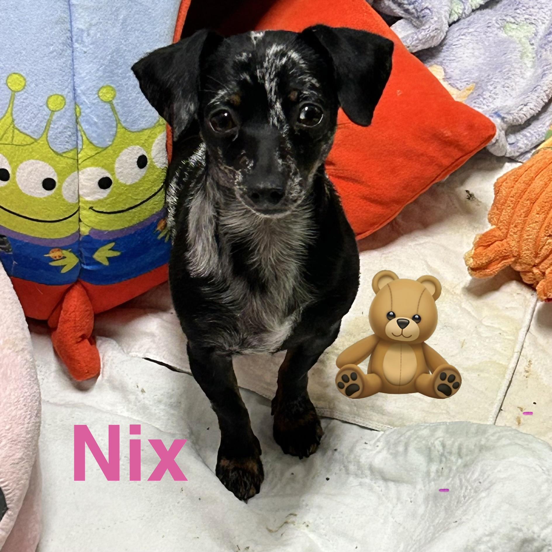 Nix, a ADOPTABLE mixed breed in Chickasha, OK image 1/2