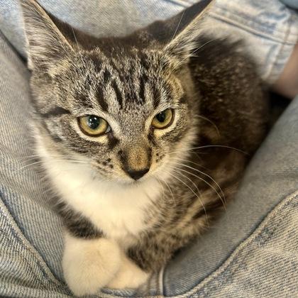 Stratton, Adoptable, Adult Female Domestic Short Hair & Domestic Short Hair.