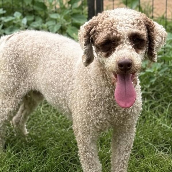 Tuffie, a ADOPTABLE Poodle (Toy) in Pelham, NH image 1/6