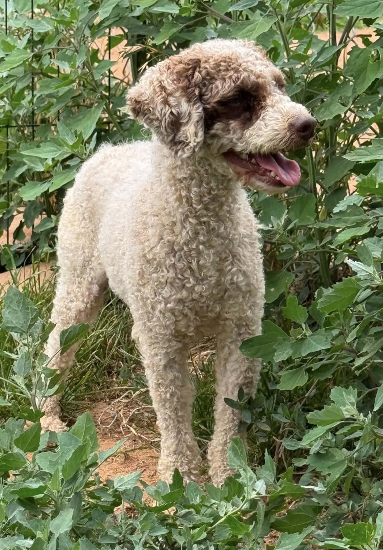 Tuffie, a ADOPTABLE Poodle (Toy) in Pelham, NH image 6/6