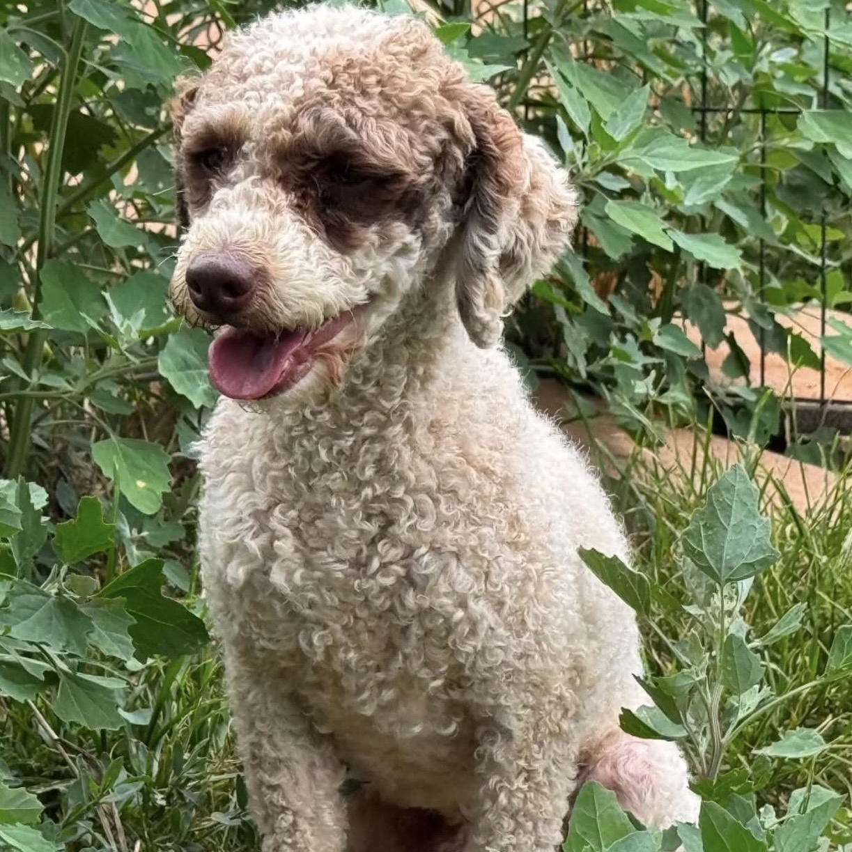 Tuffie, a ADOPTABLE Poodle (Toy) in Pelham, NH image 3/6
