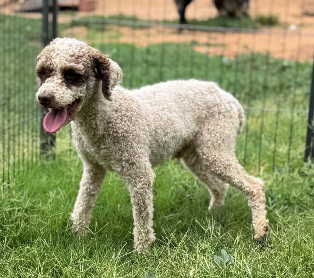 Tuffie, a ADOPTABLE Poodle (Toy) in Pelham, NH image 5/6