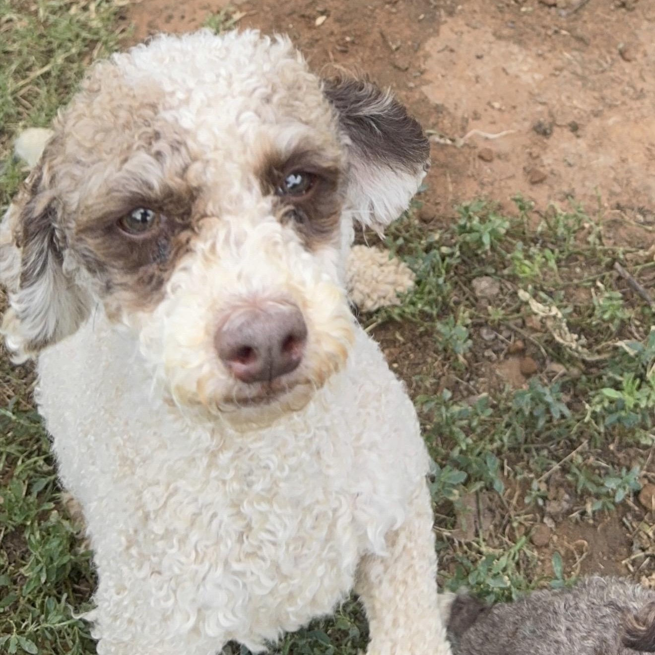 Tuffie, a ADOPTABLE Poodle (Toy) in Pelham, NH image 4/6