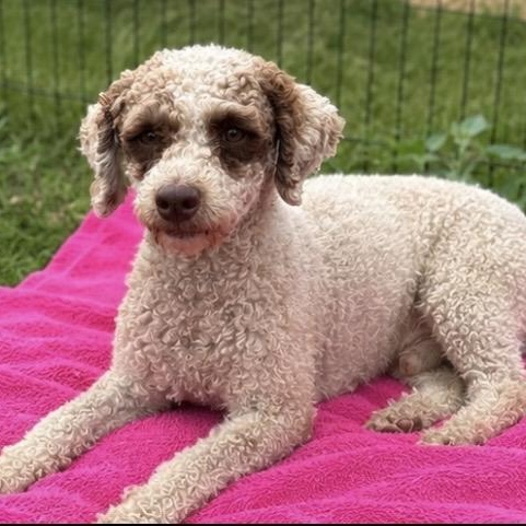 Tuffie, a ADOPTABLE Poodle (Toy) in Pelham, NH image 2/6