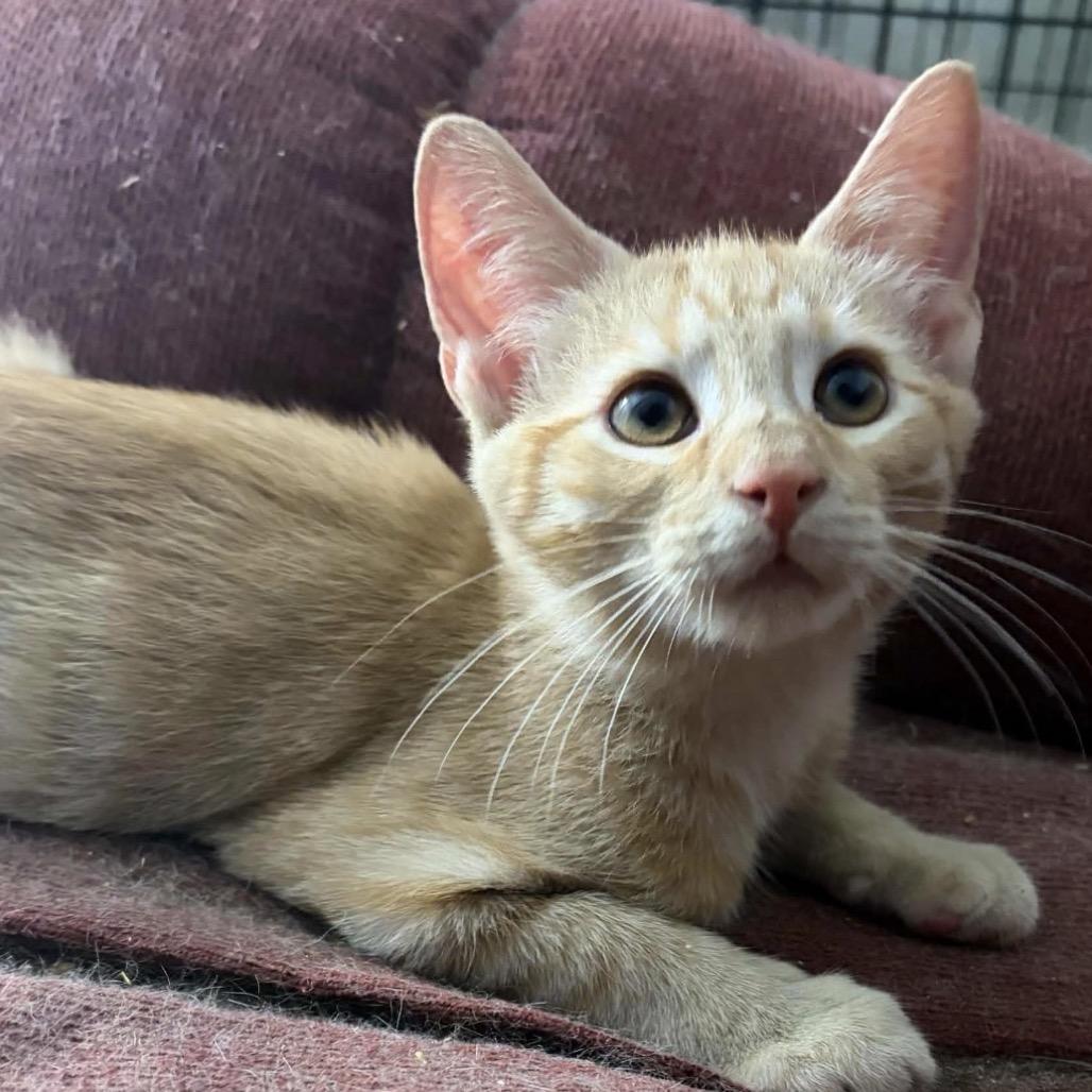 Fowler, Adoptable, Kitten Male Domestic Short Hair.