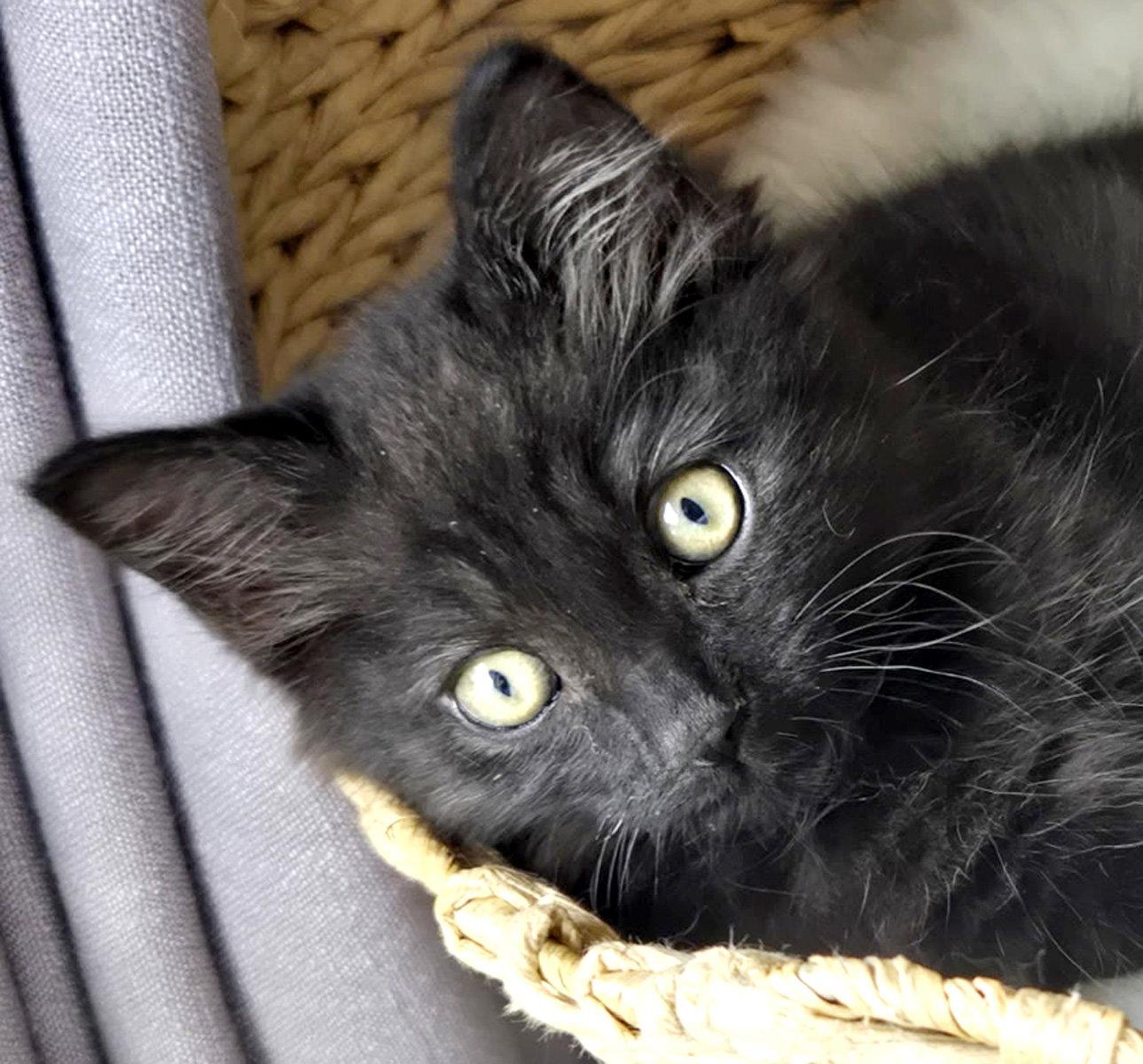 Presley, Adopted, Kitten Male Domestic Medium Hair.