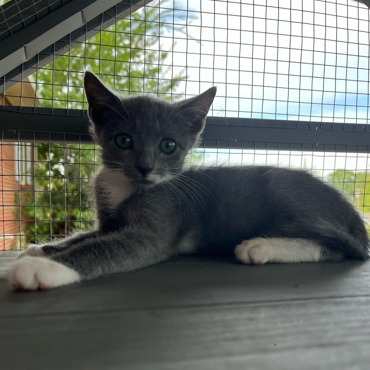 Enlarge Winston, a Adopted Domestic Short Hair in Spencer, NC image 1/1