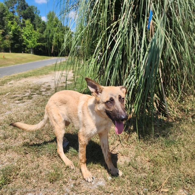 Enlarge Jackson, a Adoptable mixed breed in Manhasset, NY image 4/6
