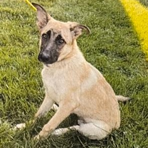 Enlarge Jackson, a Adoptable mixed breed in Manhasset, NY image 2/6