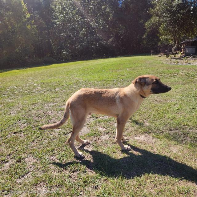 Enlarge Jackson, a Adoptable mixed breed in Manhasset, NY image 6/6