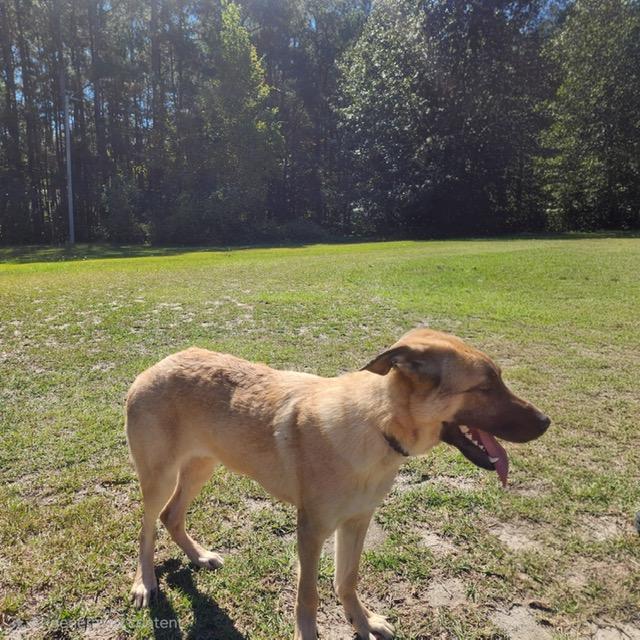 Enlarge Jackson, a Adoptable mixed breed in Manhasset, NY image 5/6