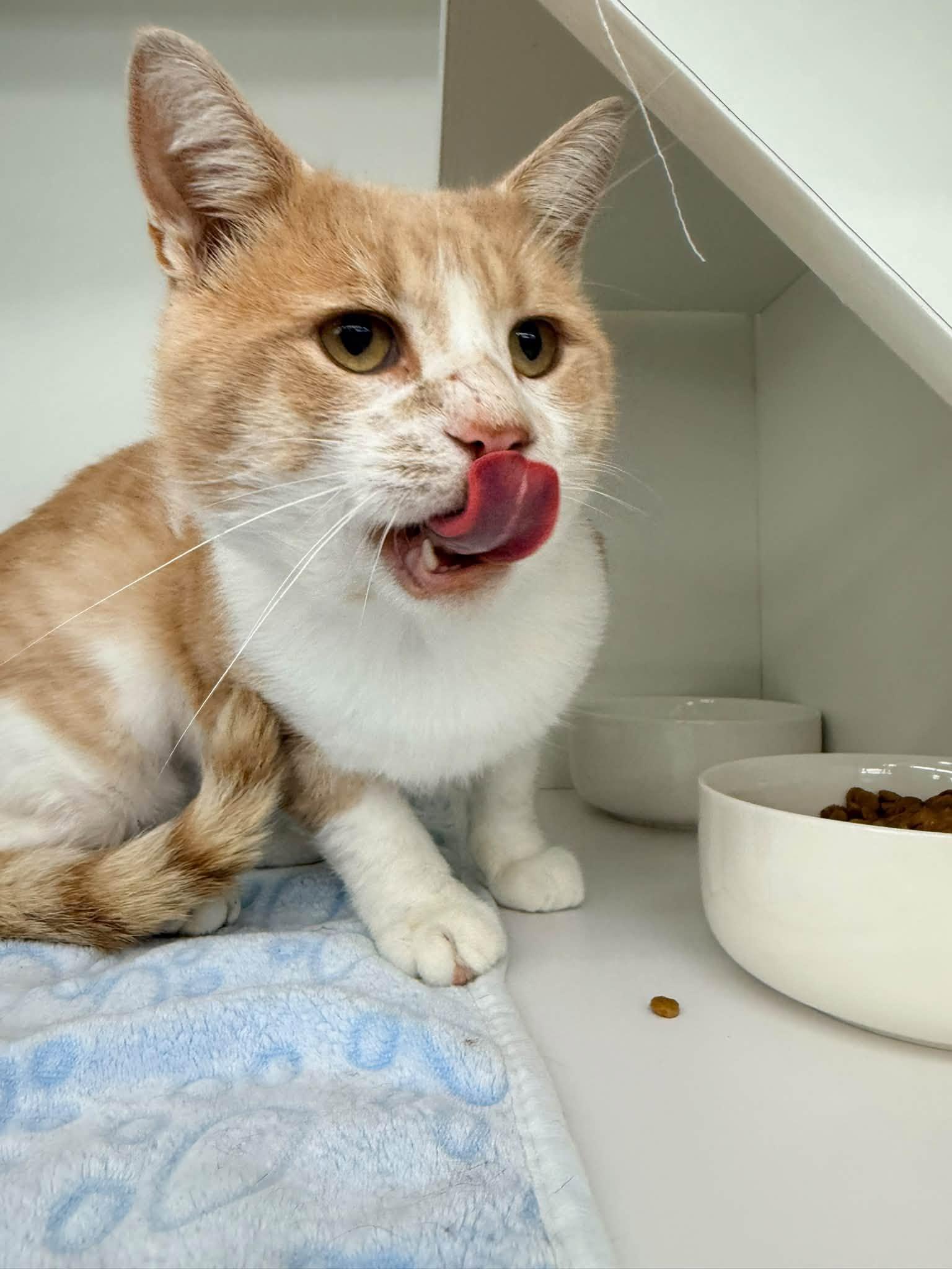 Enlarge Jake from State Farm, a Adopted Domestic Short Hair in Cleveland, OH image 4/6