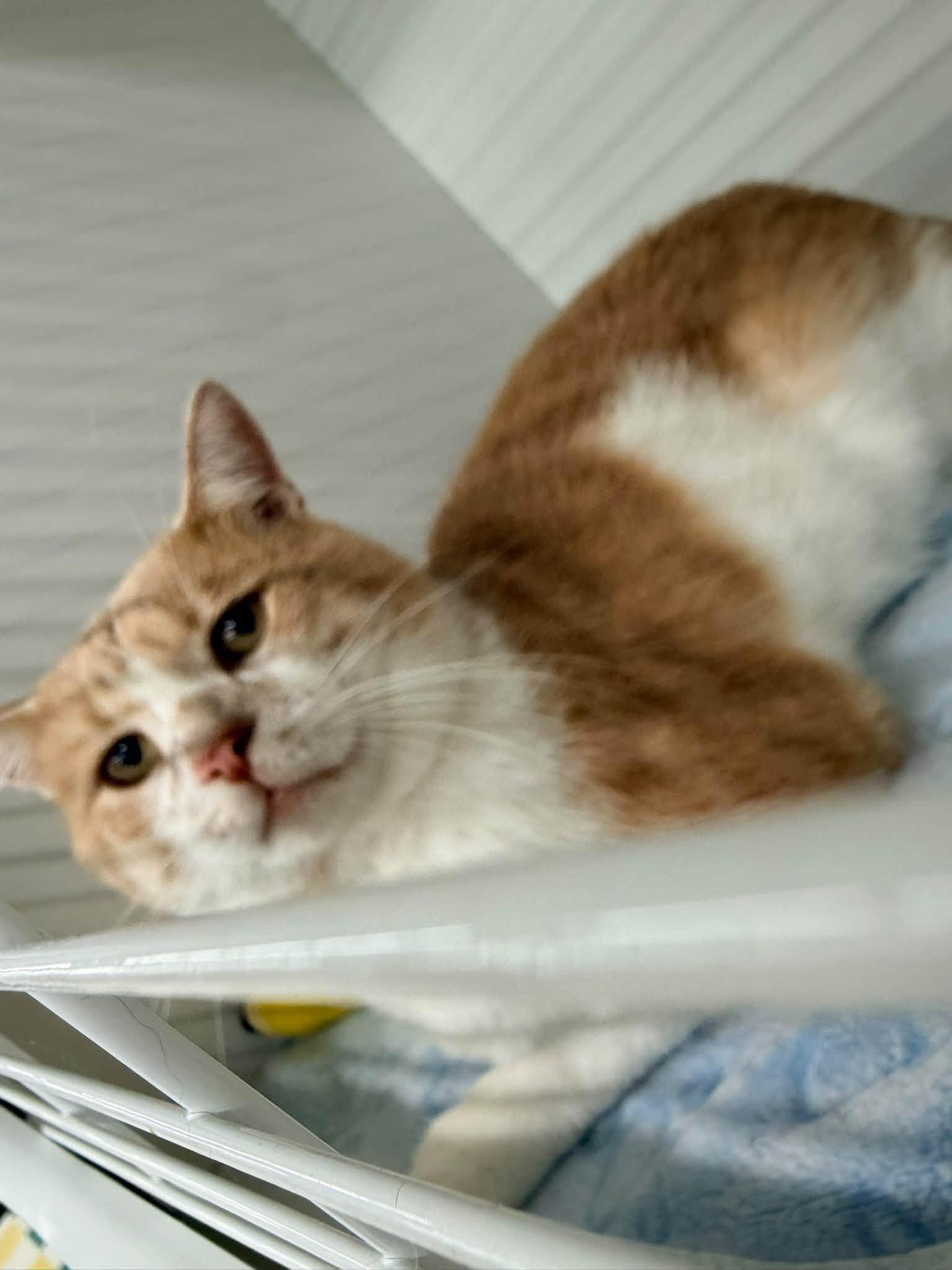 Enlarge Jake from State Farm, a Adopted Domestic Short Hair in Cleveland, OH image 3/6