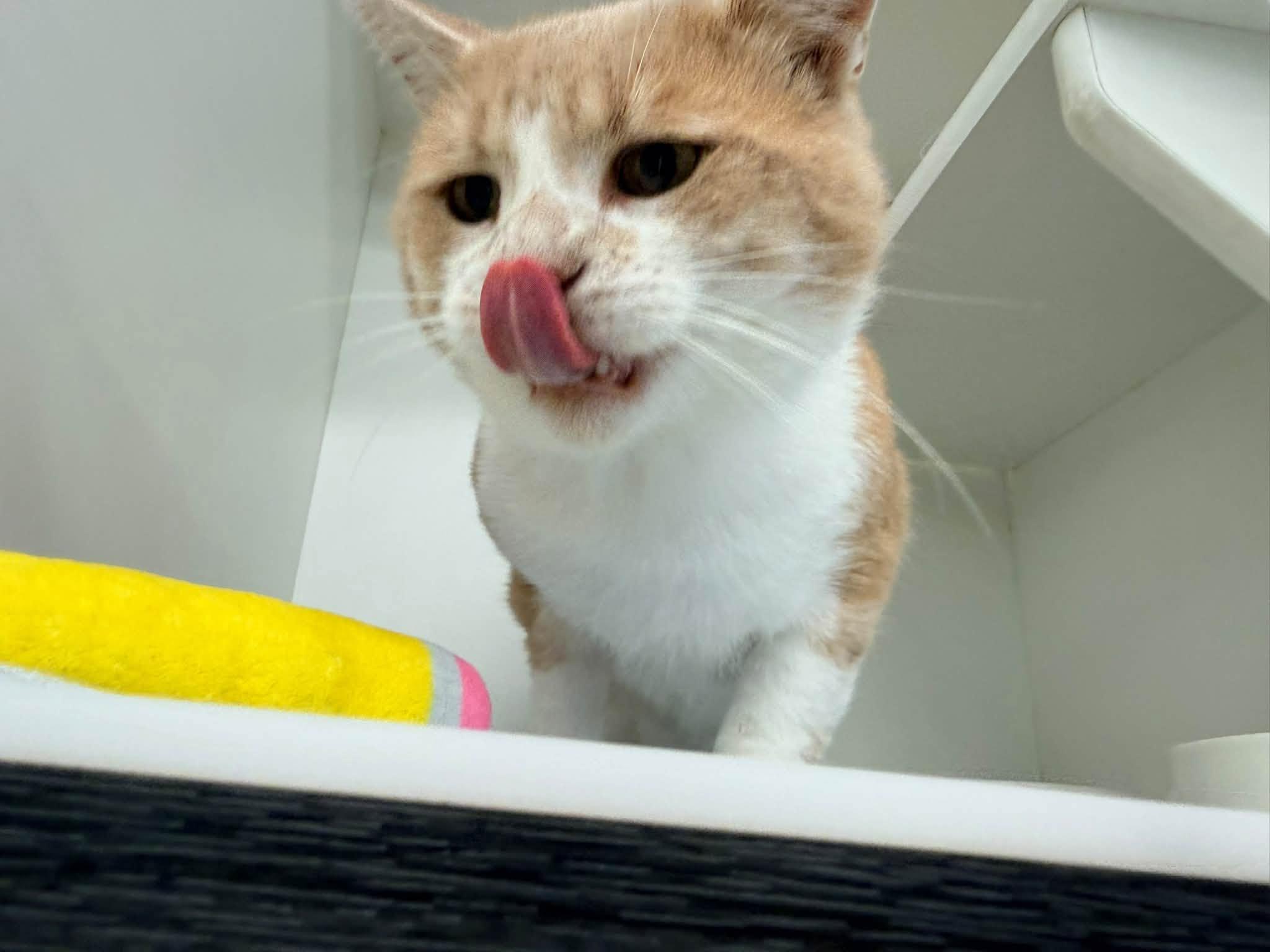Enlarge Jake from State Farm, a Adopted Domestic Short Hair in Cleveland, OH image 5/6