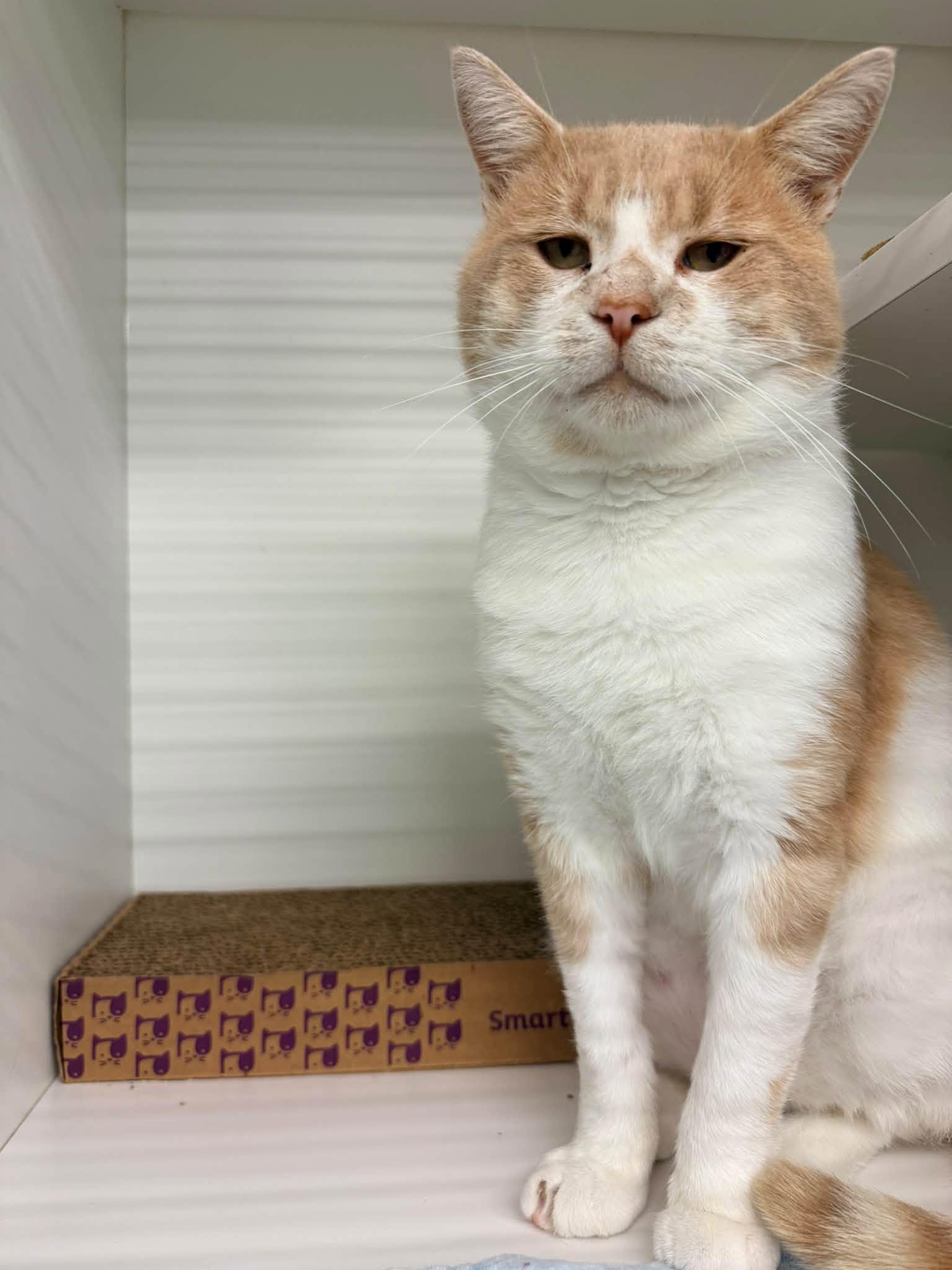 Enlarge Jake from State Farm, a Adopted Domestic Short Hair in Cleveland, OH image 2/6