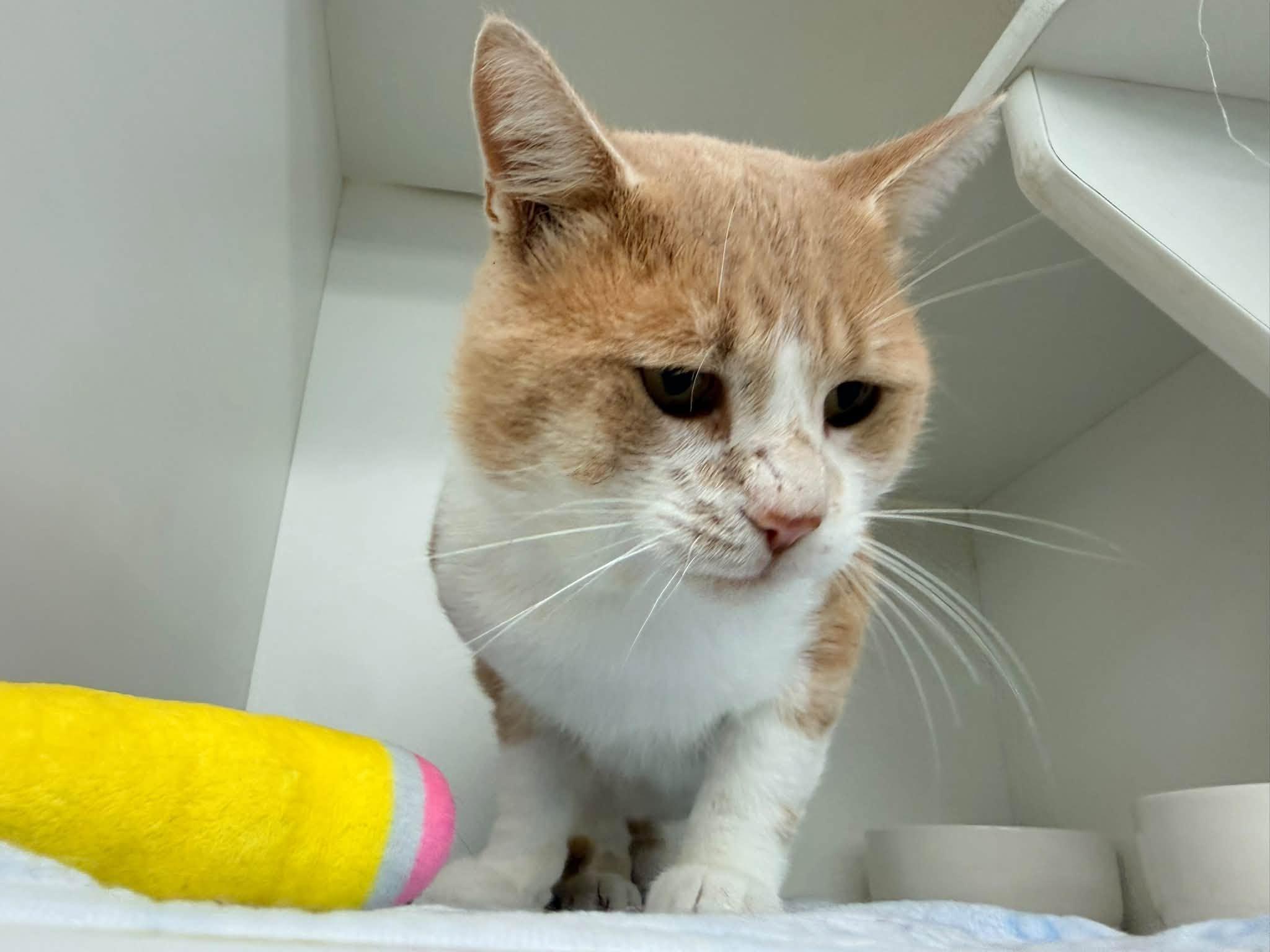 Enlarge Jake from State Farm, a Adopted Domestic Short Hair in Cleveland, OH image 6/6