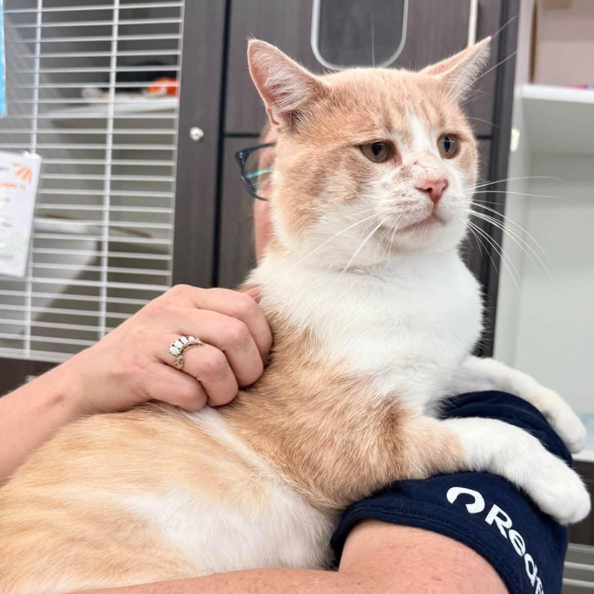 Jake from State Farm, Adopted, Young Male Domestic Short Hair.