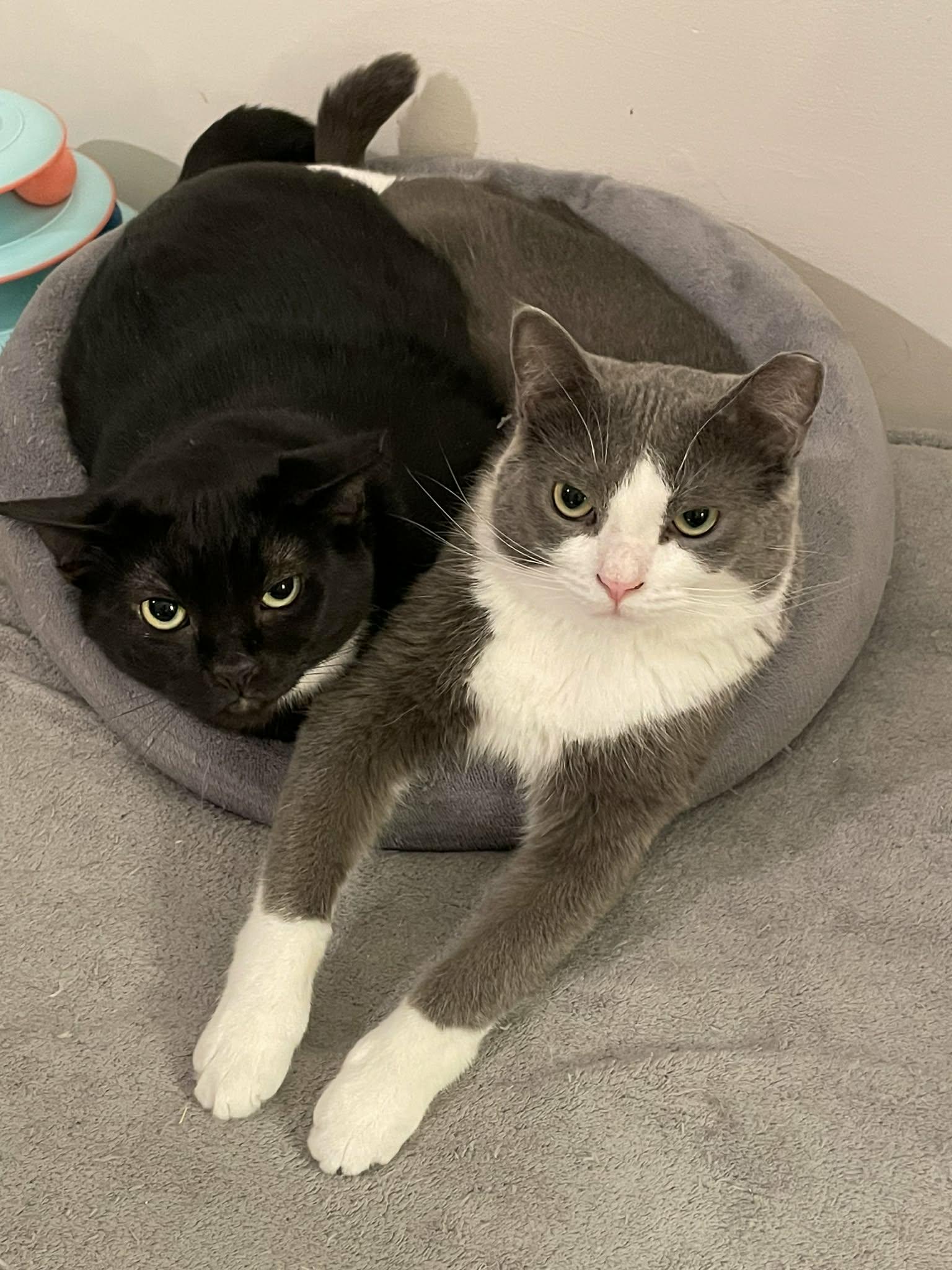 Enlarge Coin, a ADOPTABLE Domestic Short Hair in Shakespeare, ON image 3/6