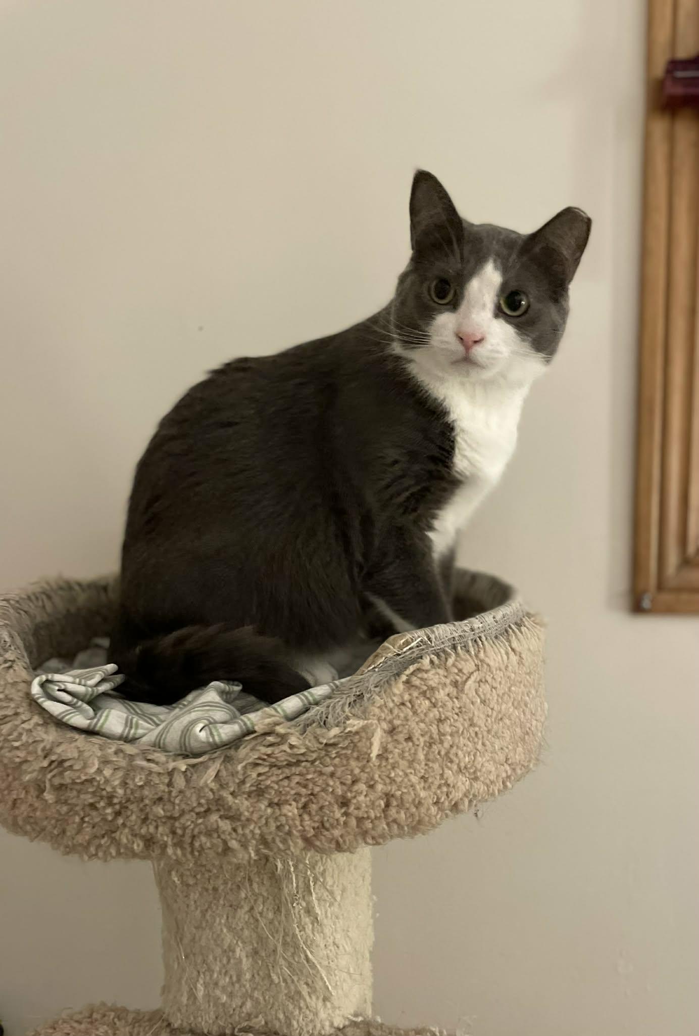 Enlarge Coin, a ADOPTABLE Domestic Short Hair in Shakespeare, ON image 2/6