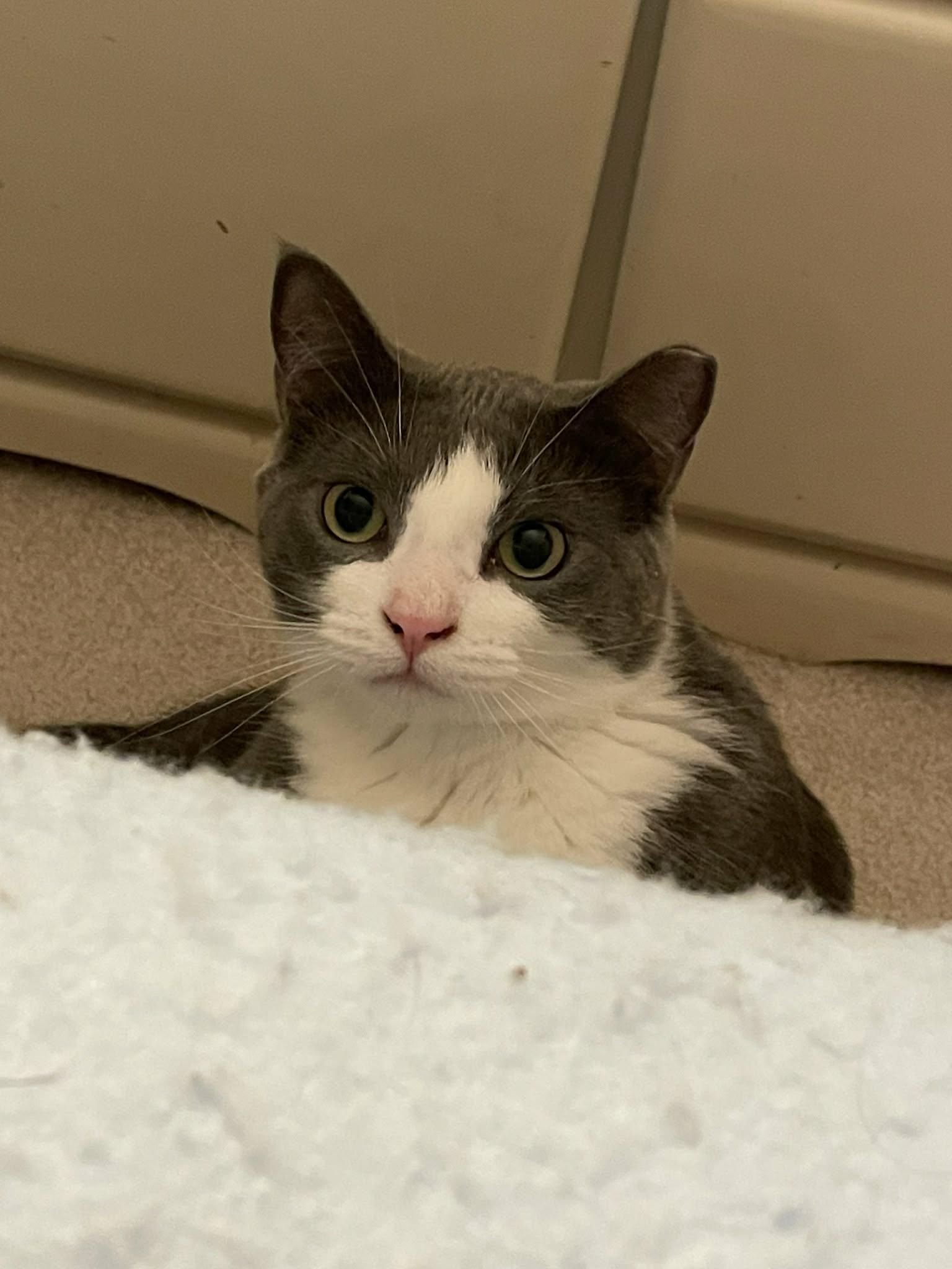 Enlarge Coin, a ADOPTABLE Domestic Short Hair in Shakespeare, ON image 4/6