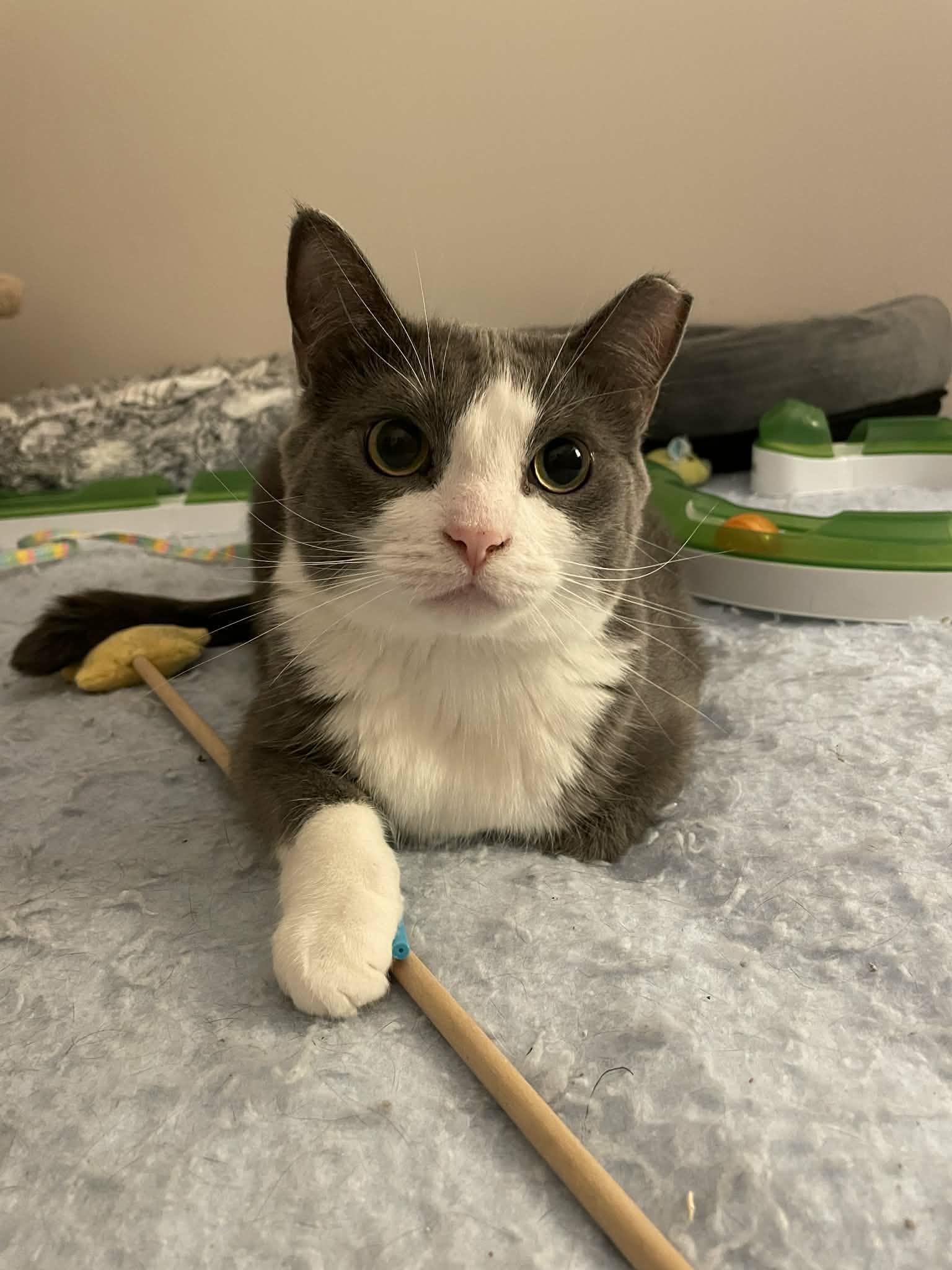 Coin, ADOPTABLE, Adult Female Domestic Short Hair.