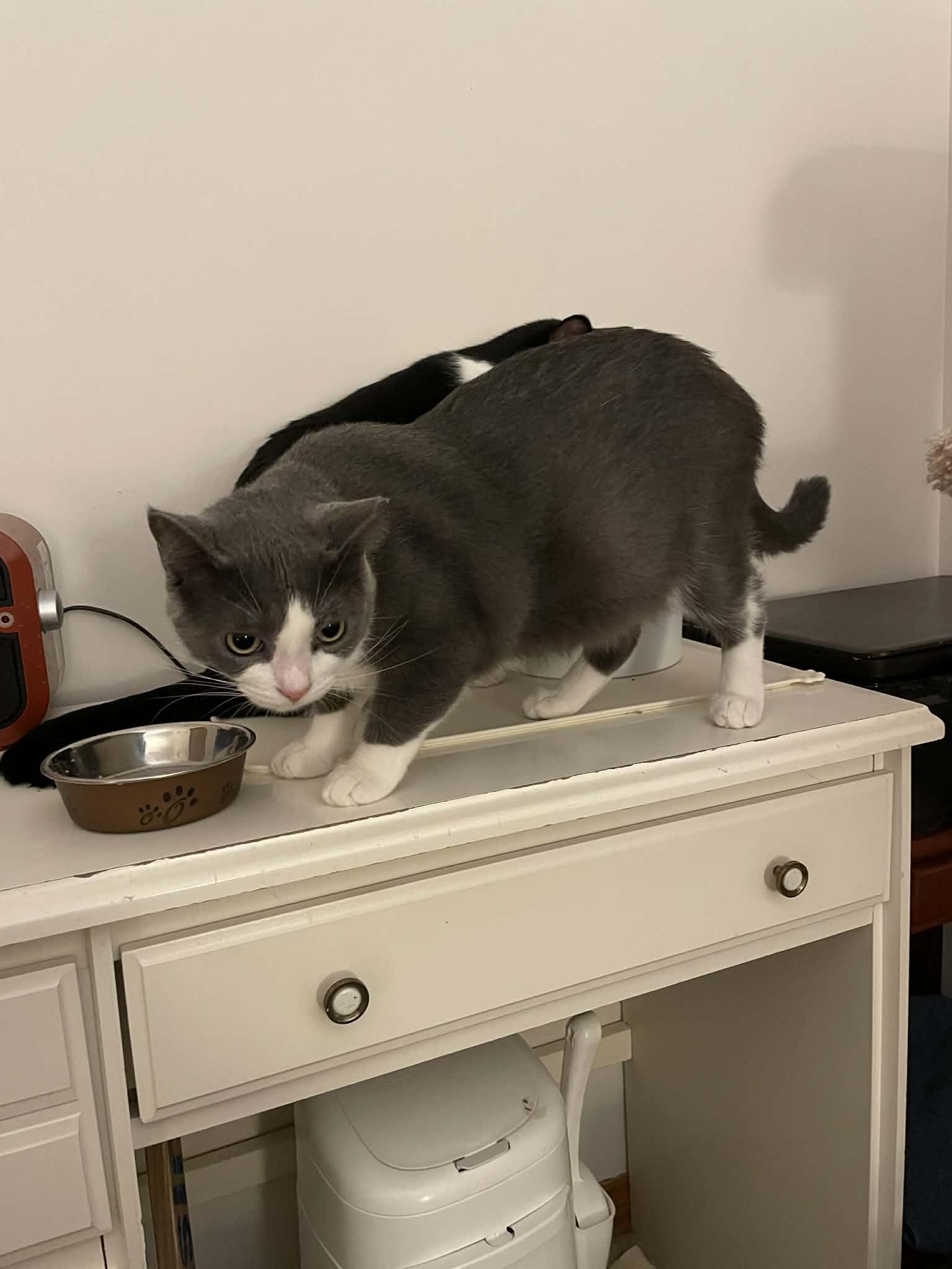 Enlarge Coin, a ADOPTABLE Domestic Short Hair in Shakespeare, ON image 6/6