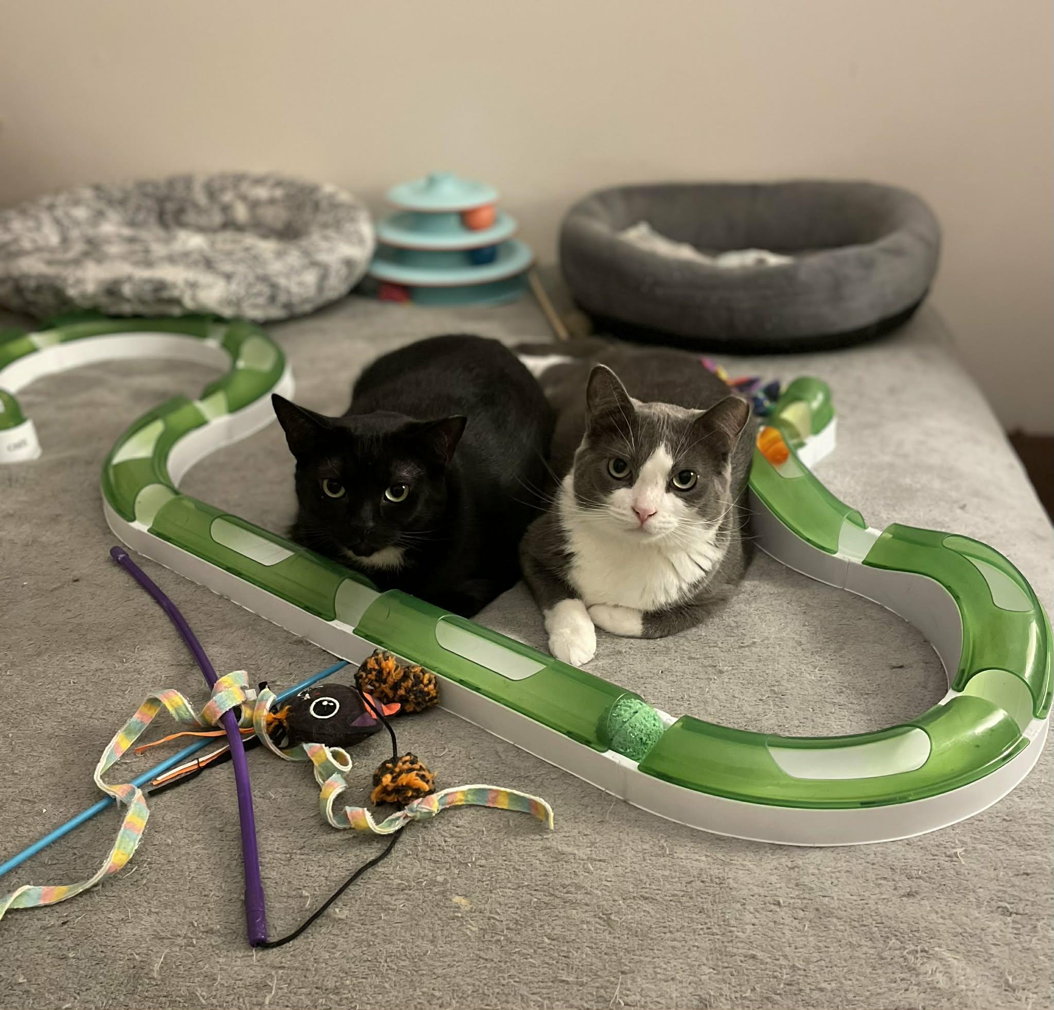 Enlarge Coin, a ADOPTABLE Domestic Short Hair in Shakespeare, ON image 5/6