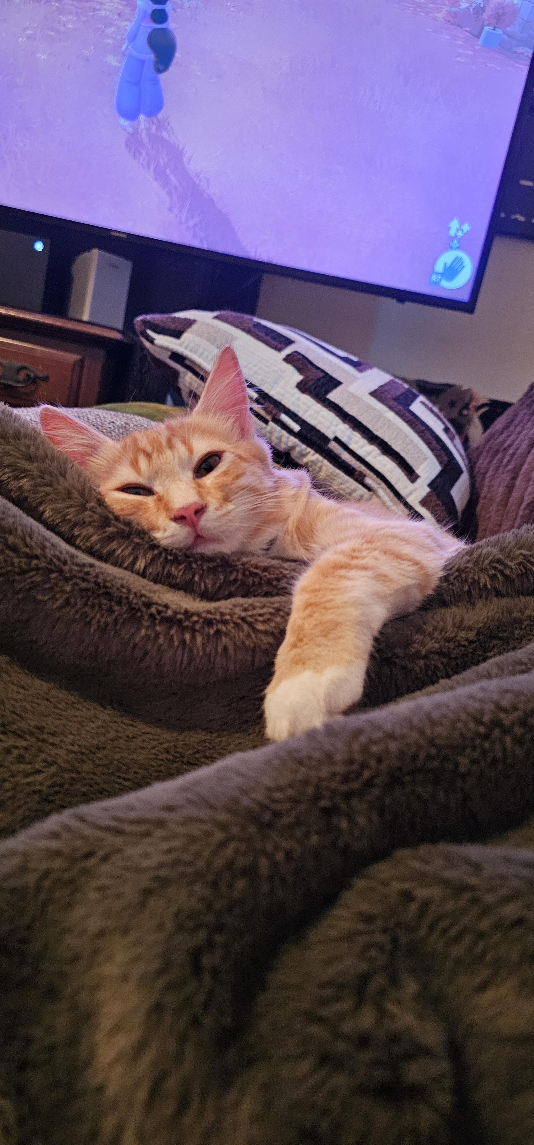 Oliver - bonded with Obsidian, Adoptable, Young Male Tabby.