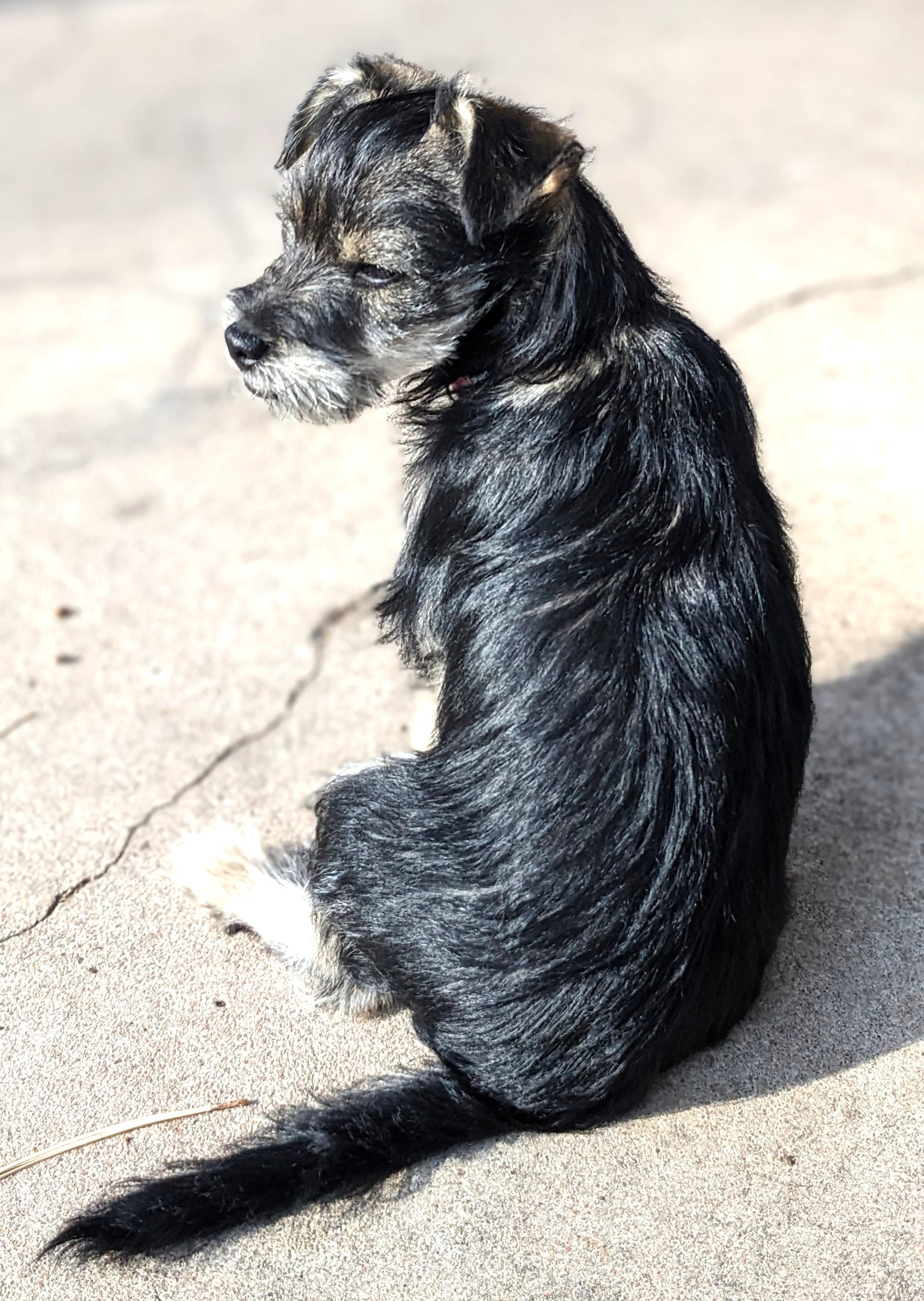 Junior, a ADOPTABLE mixed breed in Denver, CO image 4/4
