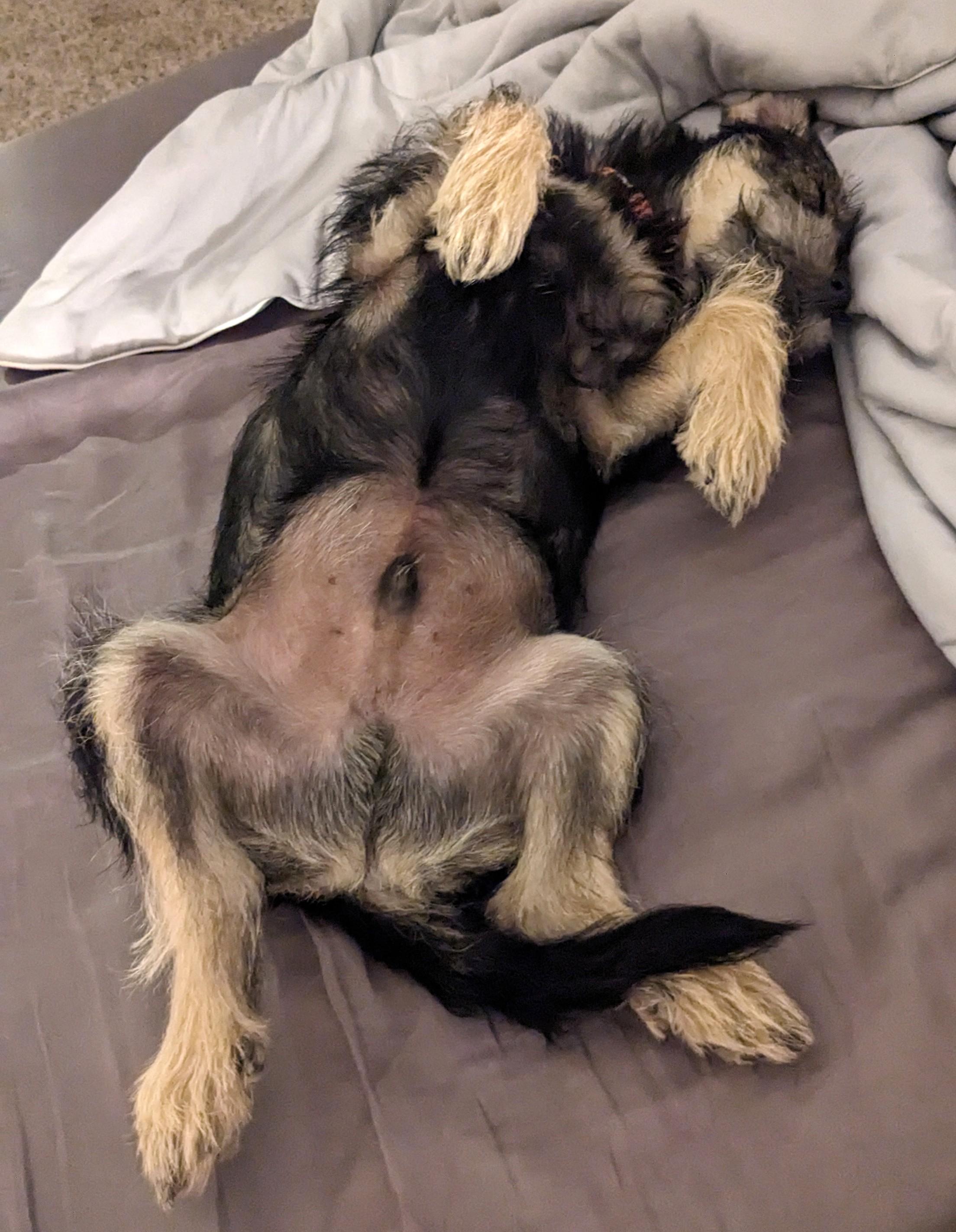 Junior, a ADOPTABLE mixed breed in Denver, CO image 2/4