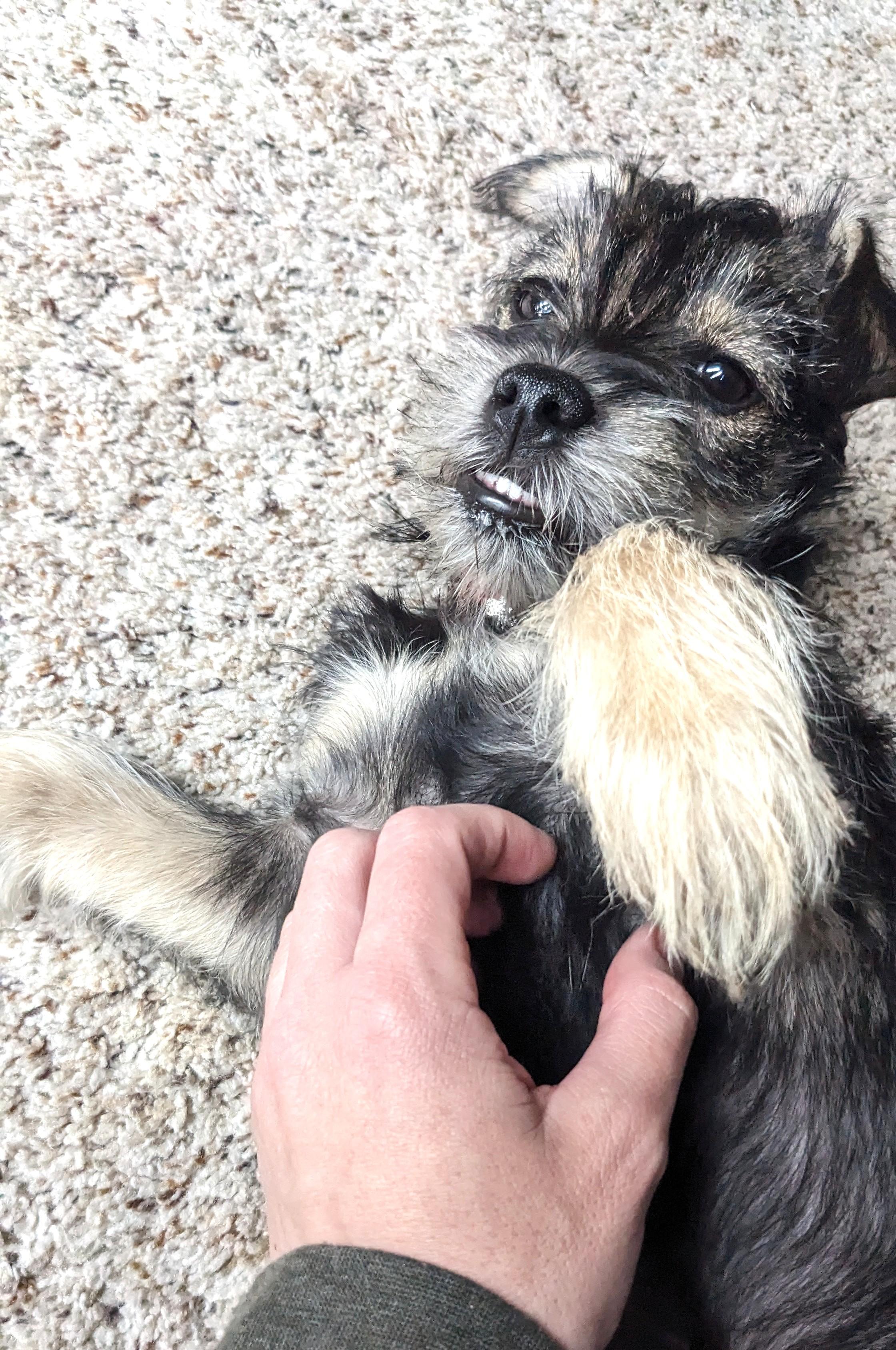 Junior, a ADOPTABLE mixed breed in Denver, CO image 3/4