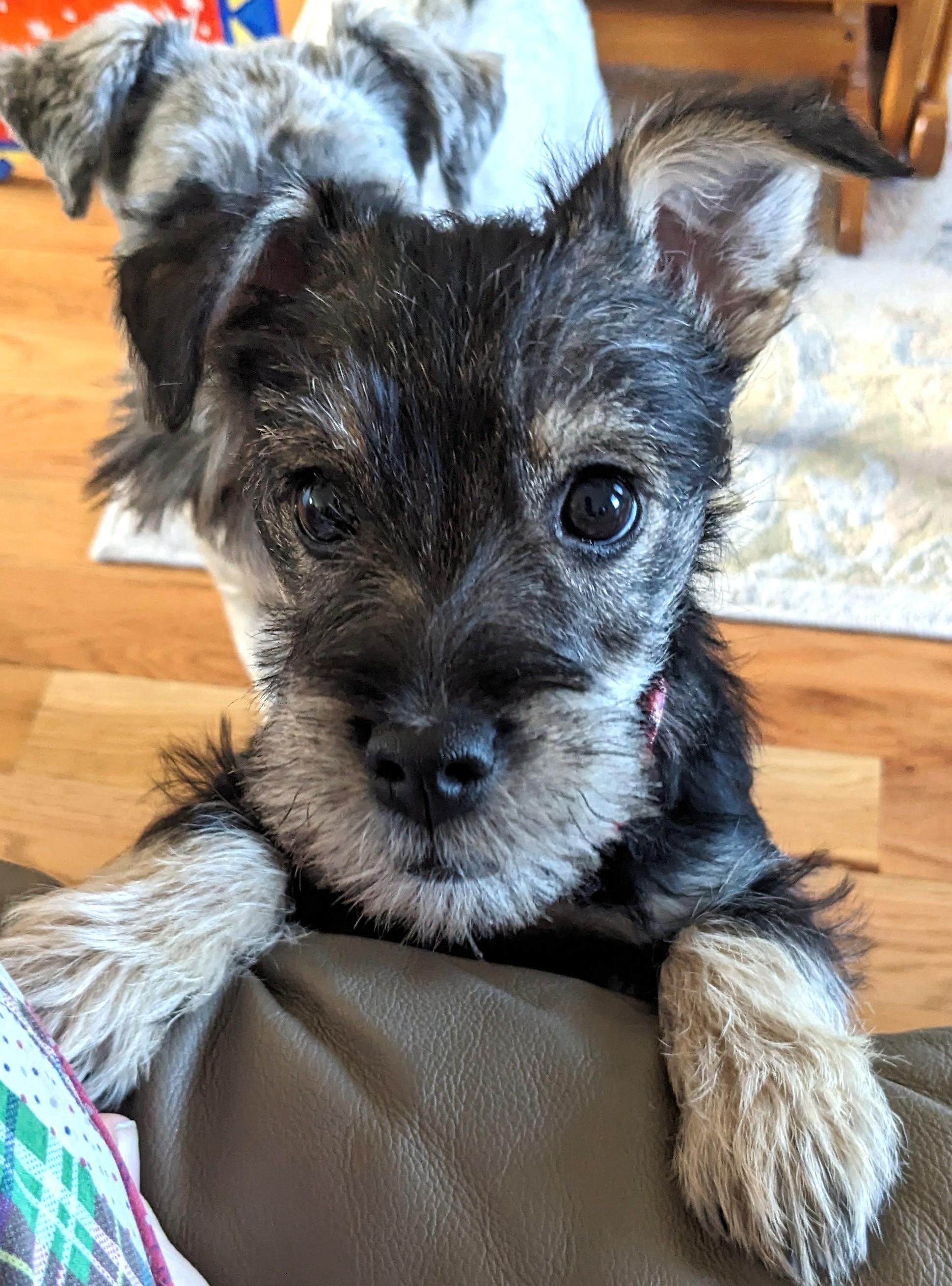 Junior, ADOPTABLE, Young Male Terrier.