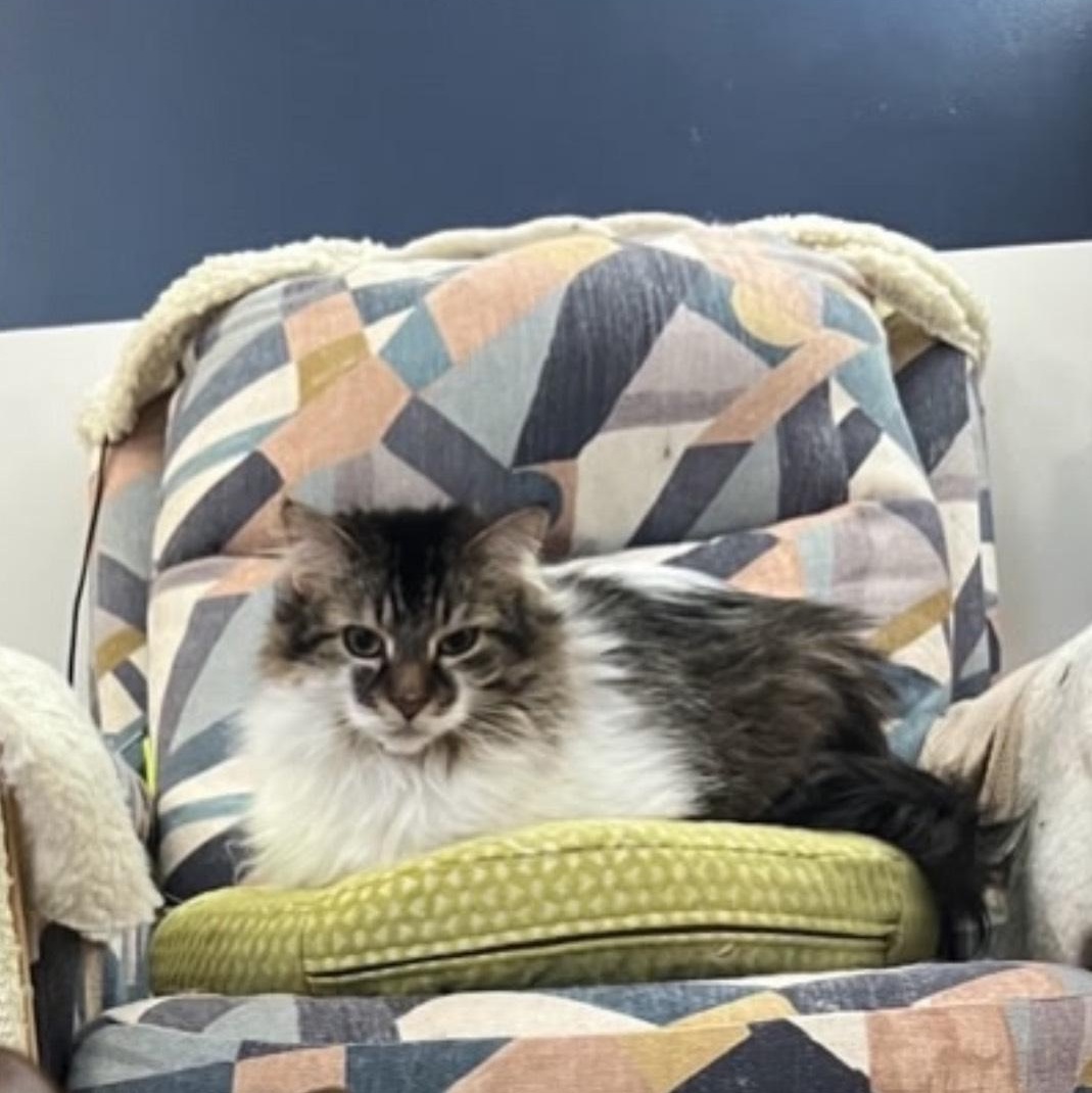 Bingley (Bonded with Darcy), Adoptable, Adult Male Domestic Long Hair & Tabby.