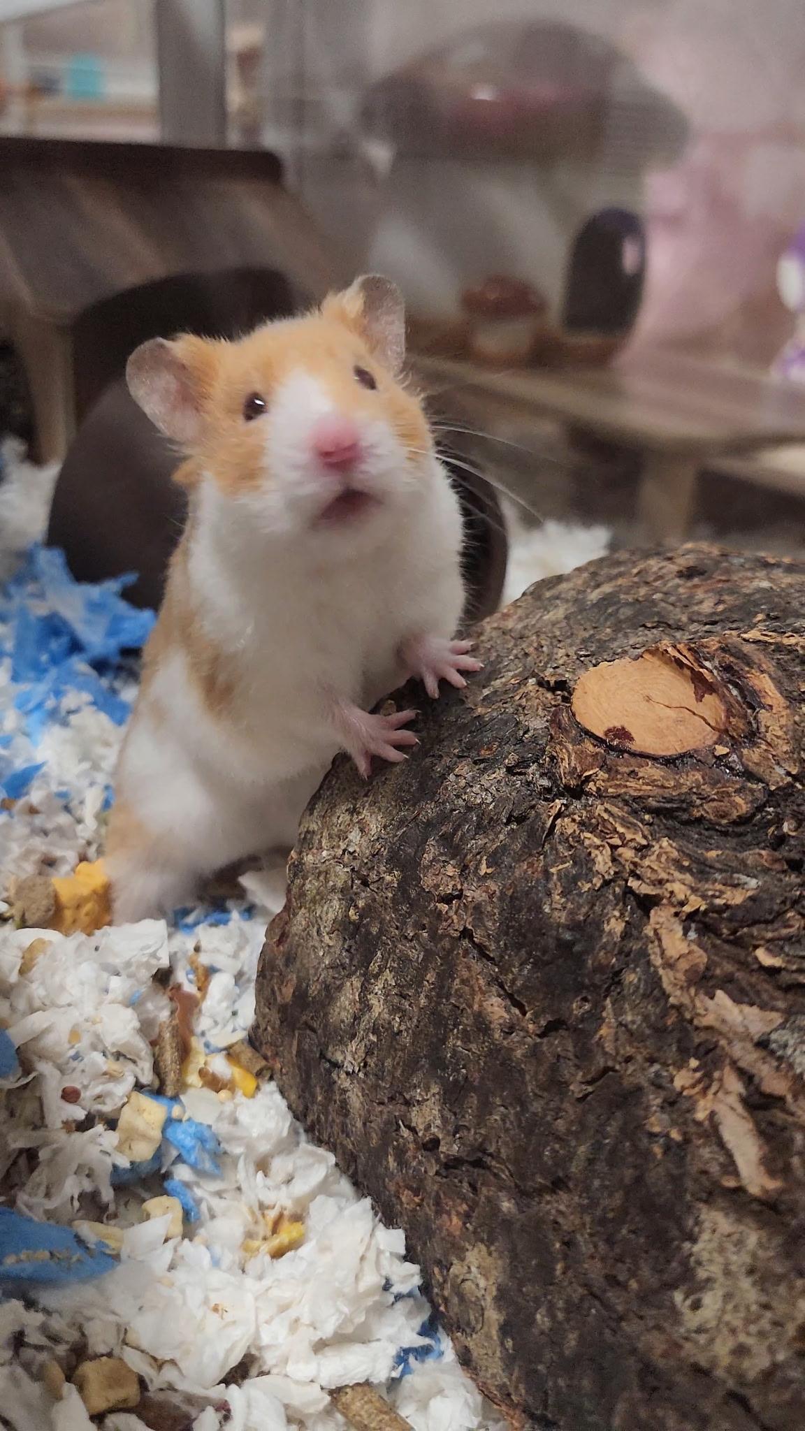 Enlarge Eddie , an adopted Hamster in Santa Ana, CA image 1/1