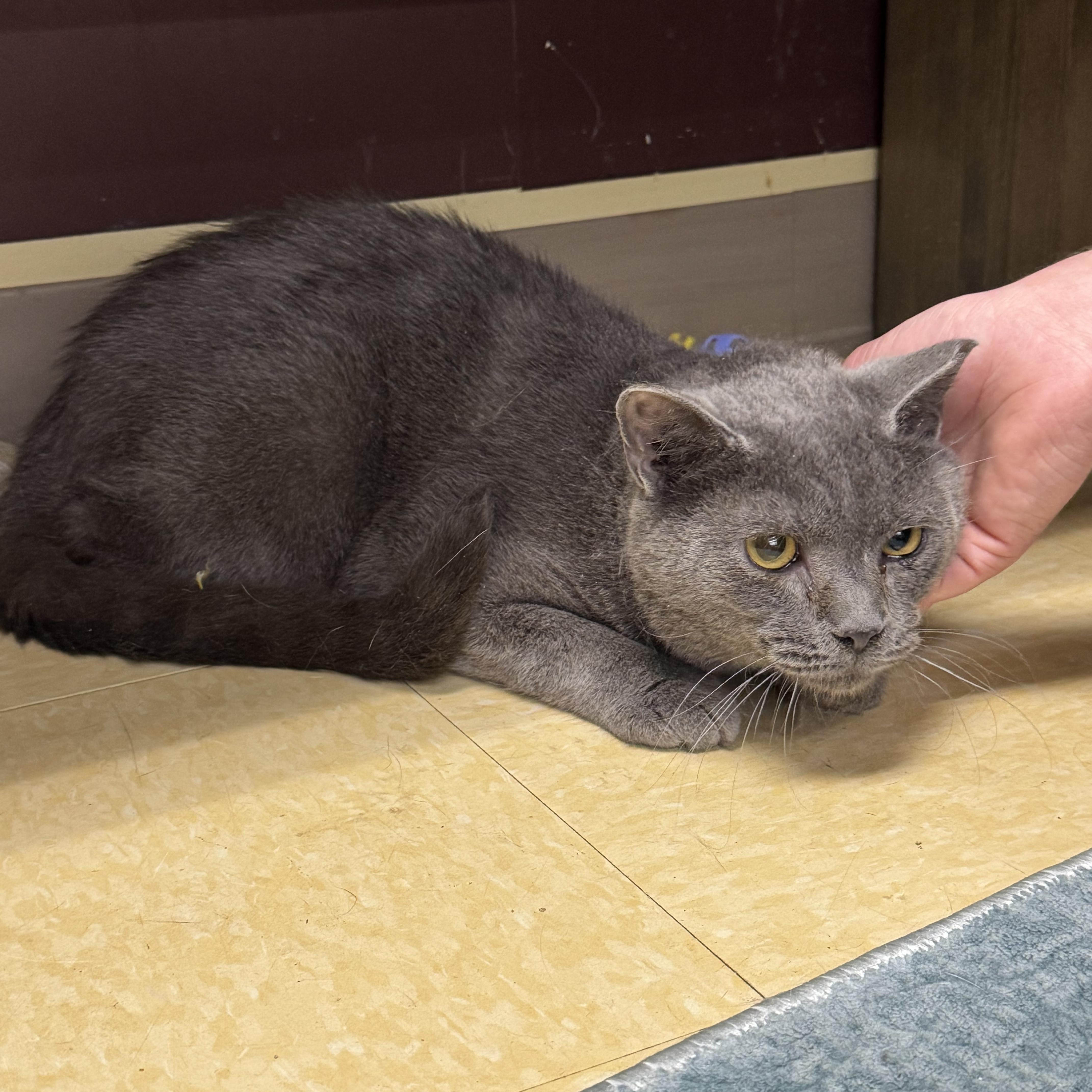 Enlarge London, a ADOPTABLE Domestic Short Hair in Easley, SC image 1/3